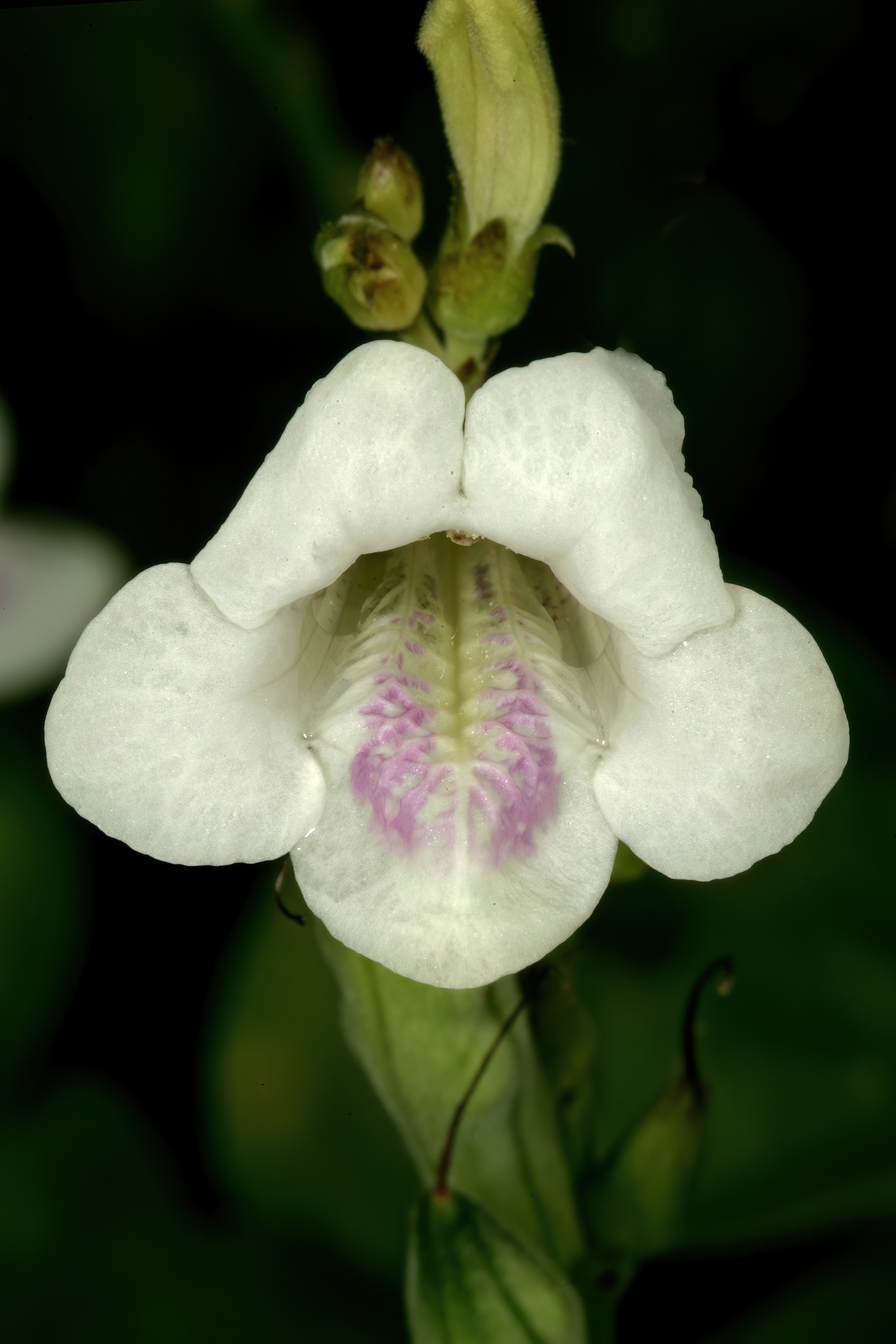 Азистазия. Smitinandia micrantha. Азистазия фото. Азистазия макая фото.