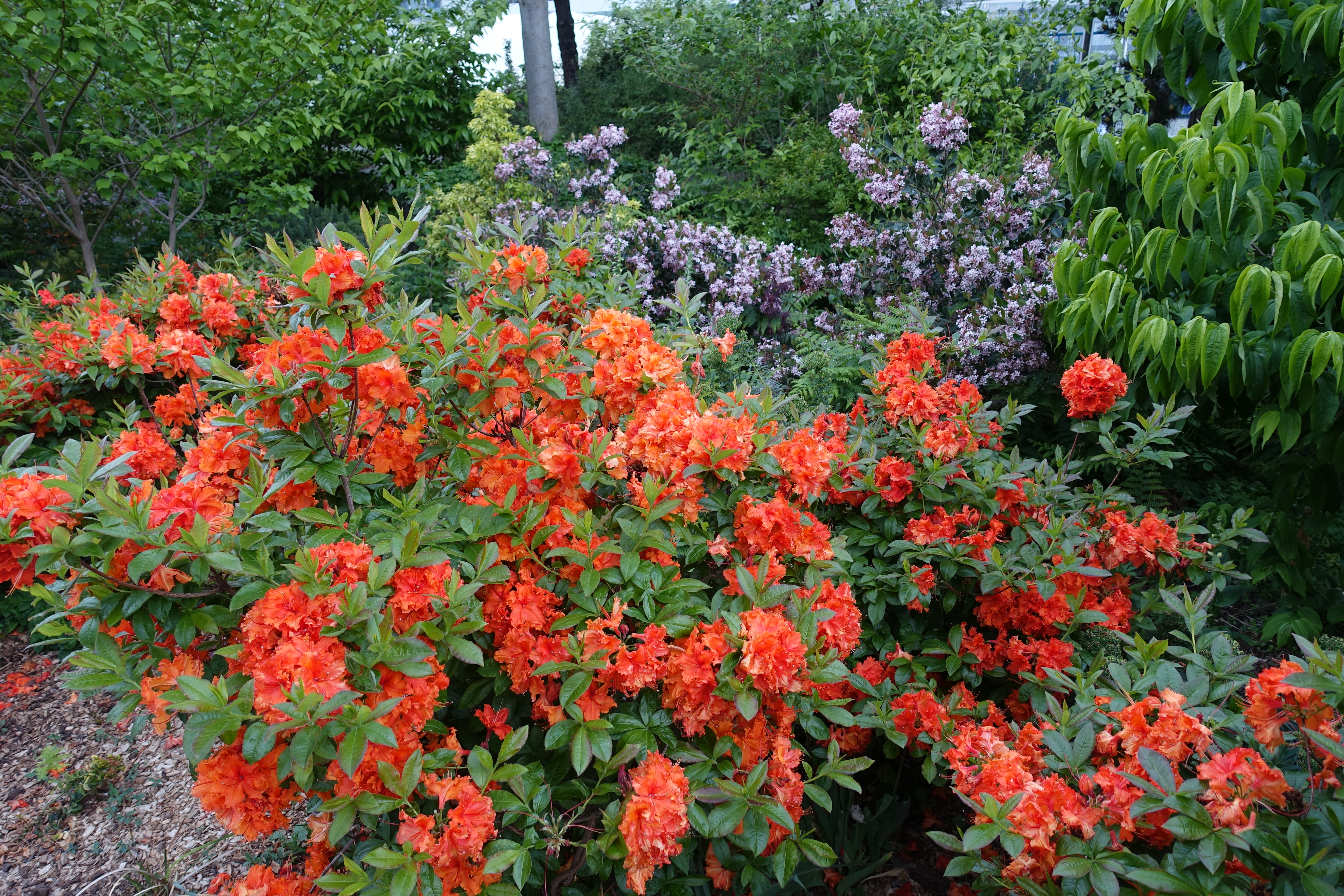 File:Azalea @ Jardin Atlantique @ Montparnasse @ Paris (34412244135).jpg -  Wikimedia Commons