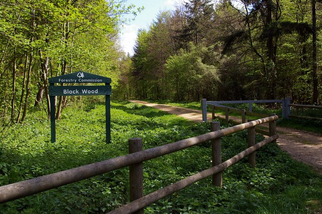 File:Black Wood - geograph.org.uk - 168006.jpg