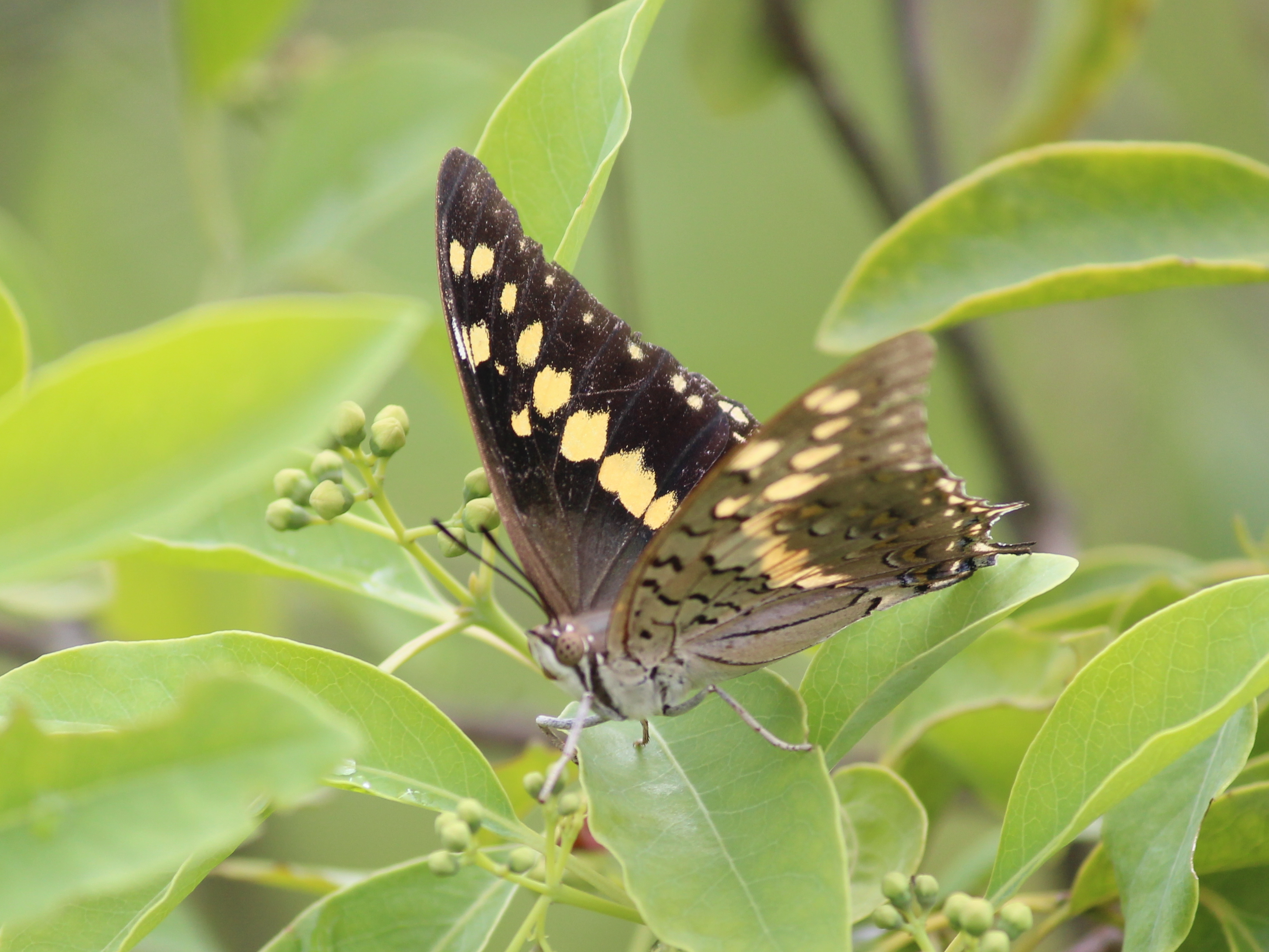 Аки черный. Бабочка Charaxes Bernardus. Charaxes Lycurgus бабочка. Рыцарь бабочка. Charaxes Zingha.