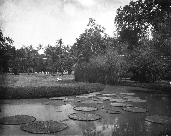 File:COLLECTIE TROPENMUSEUM Vijver met Victoria Regia in Pasoeroean Oost-Java TMnr 60020182.jpg