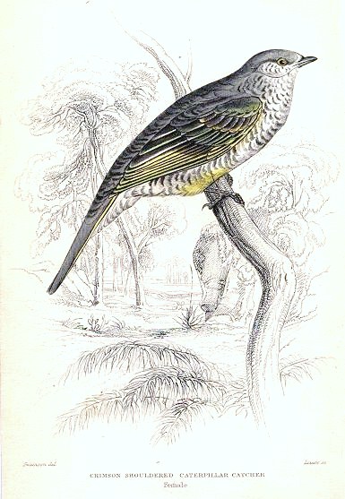 File:Campephaga phoenicea.jpg