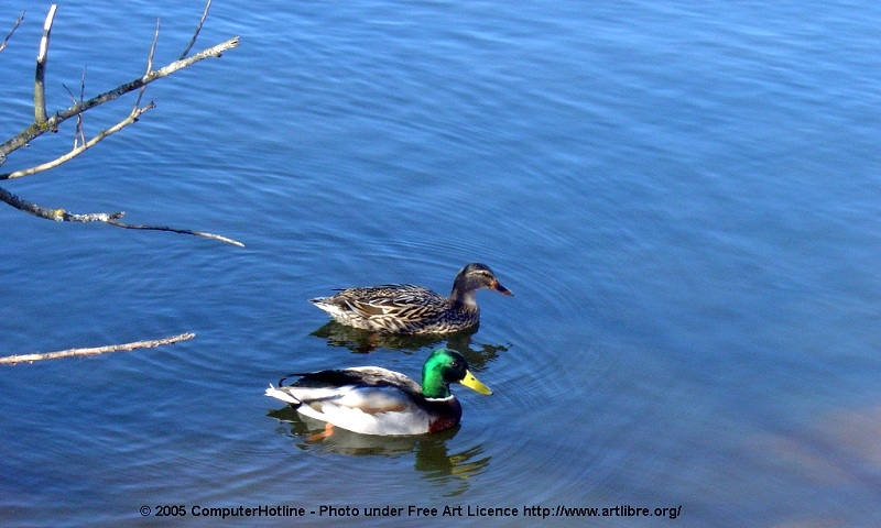 File:Canards2.jpg