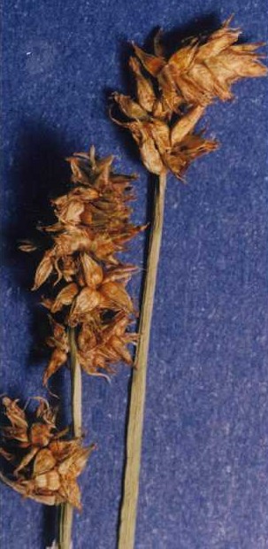 <i>Carex nervina</i> Species of grass-like plant