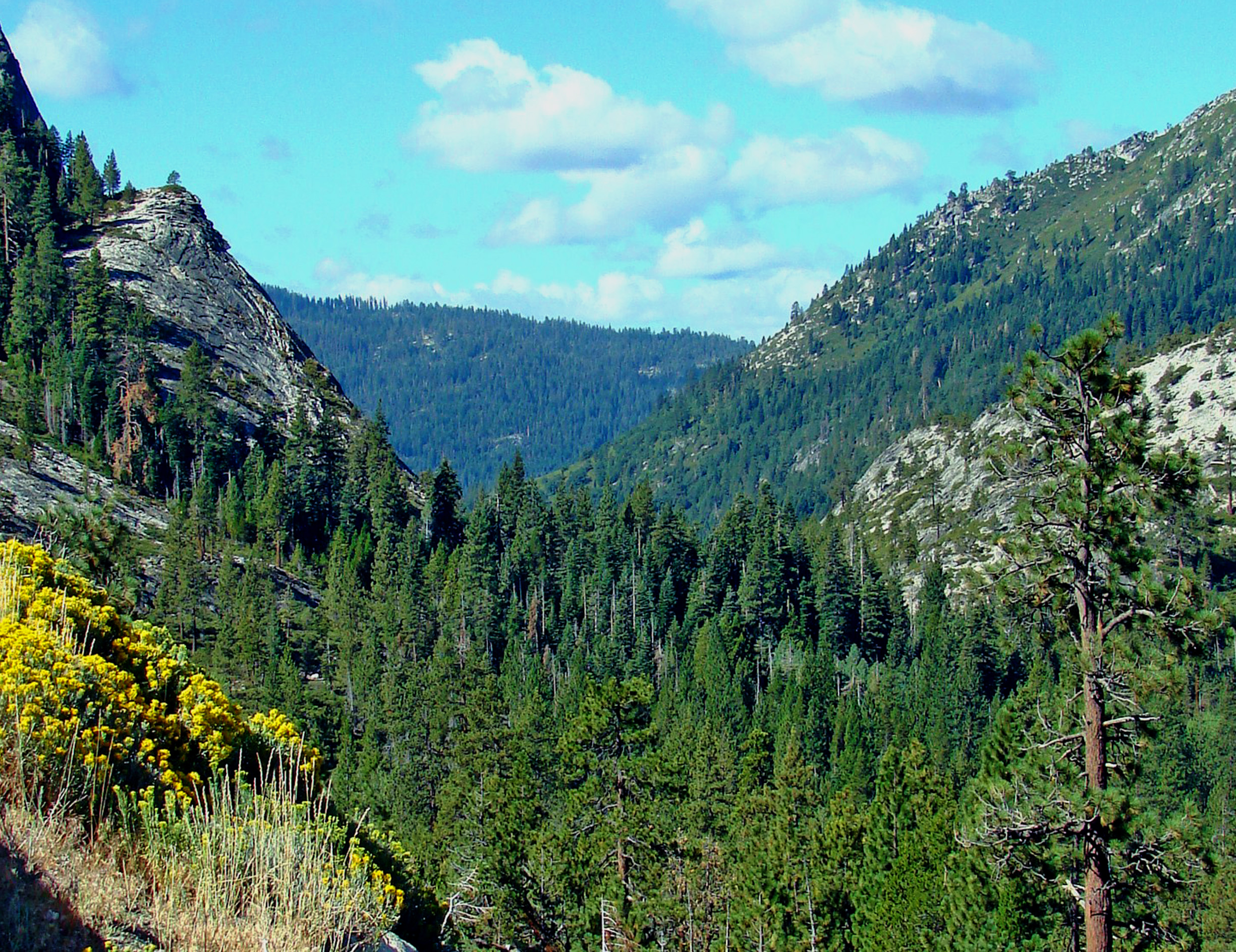 Лес 8. Eldorado National Forest. Анджелеский национальный лес.