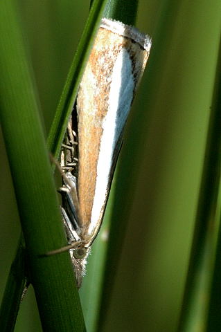 <i>Catoptria margaritella</i> Species of moth