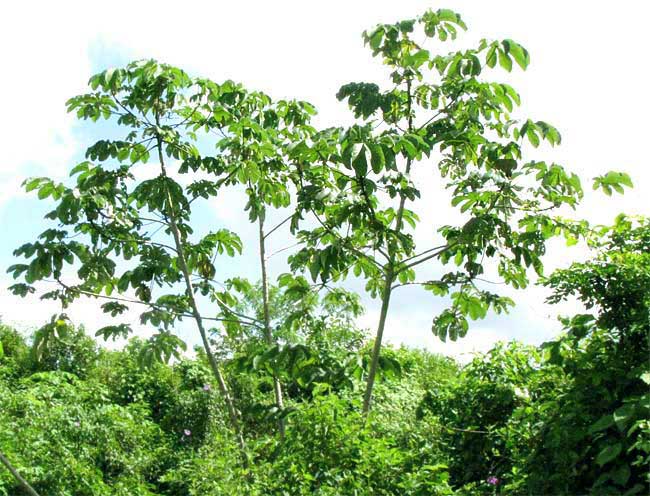 Cecropia peltata-cluster.jpg