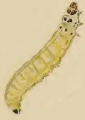 Larva Coleophora lineolea larva.JPG