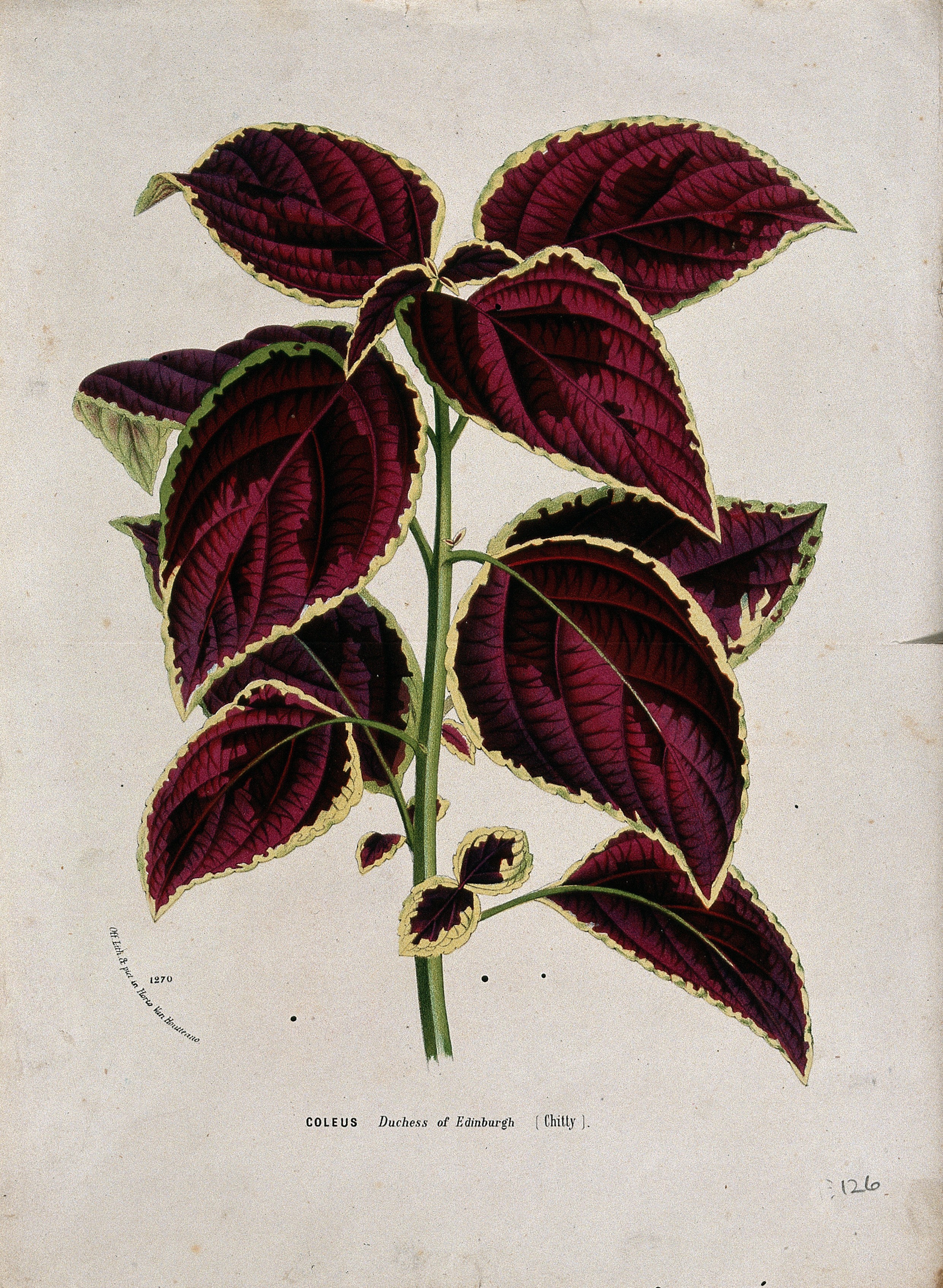 coleus plant stem