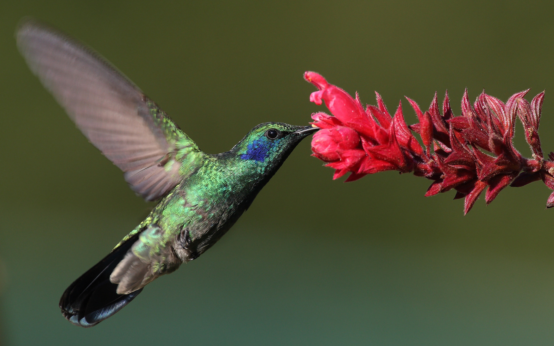 File:Colibri-thalassinus-001.jpg - Wikipedia