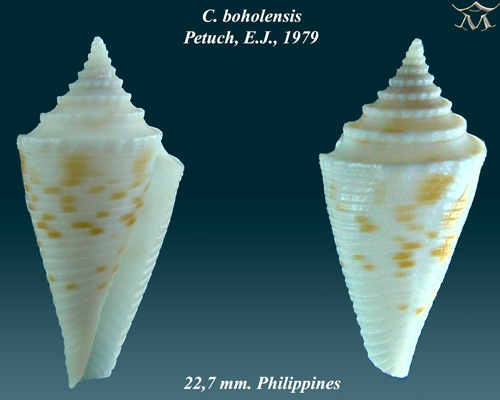 File:Conus boholensis 2.jpg