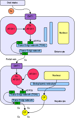 Метаболизм меди у человека. Поступление в энтероцит с помощью транспортёра CMT1, перенос с помощью ATOX1 в сеть транс-Гольджи, при росте концентрации — высвобождение с помощью АТФ-азы ATP7A в воротную вену. Поступление в гепатоцит, где ATP7B нагружает ионами меди белок церулоплазмин, а избыток выводит в желчь.