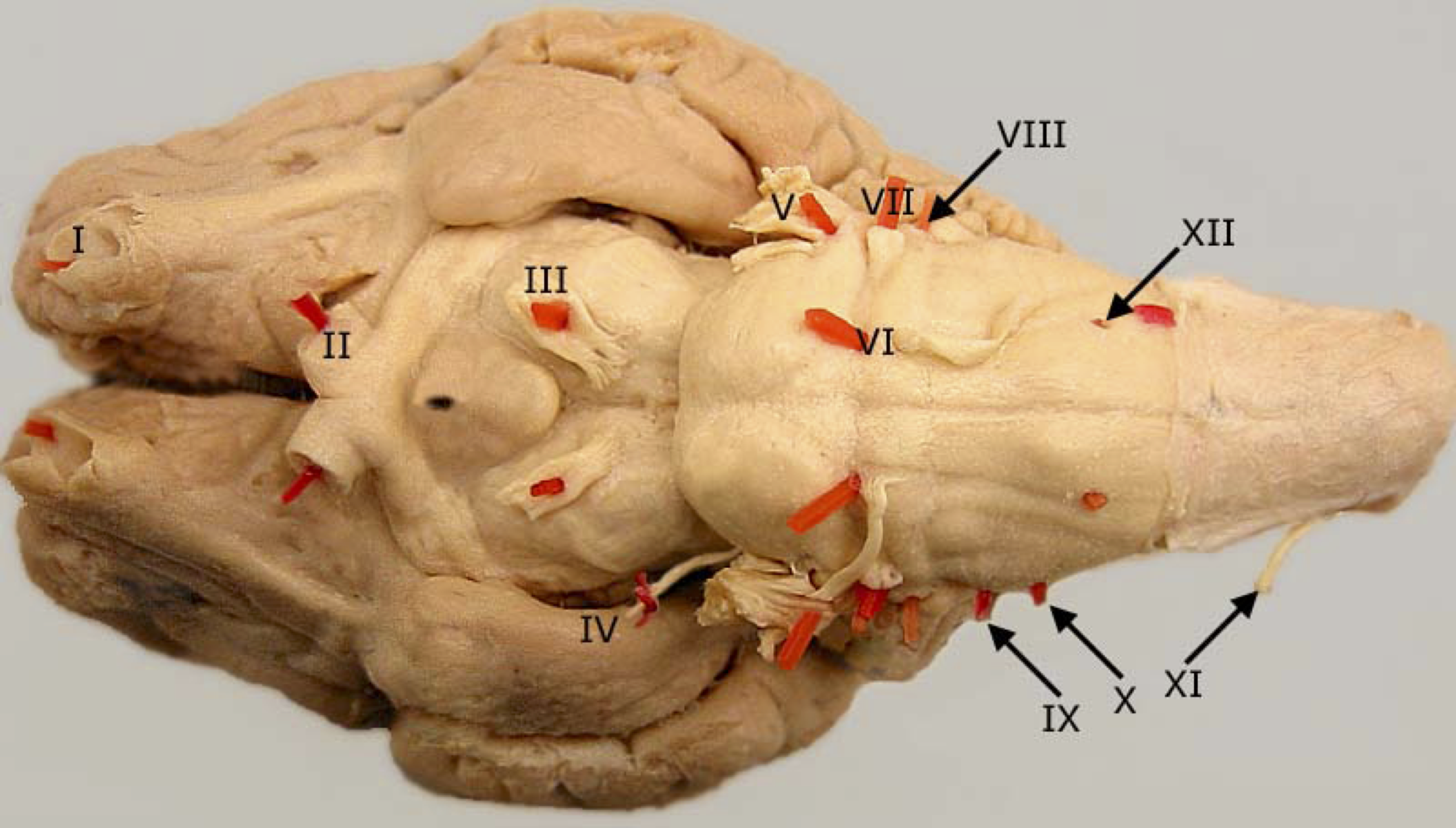 Cranial Nerves Wikiwand