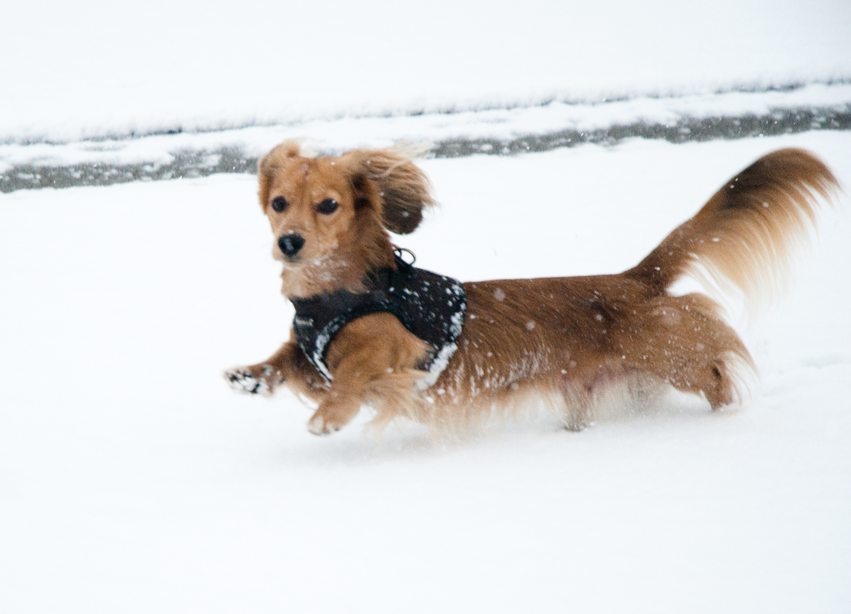 File:Dachshund in snow.jpg - Wikimedia Commons