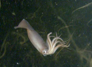 Humboldt squid - Wikipedia
