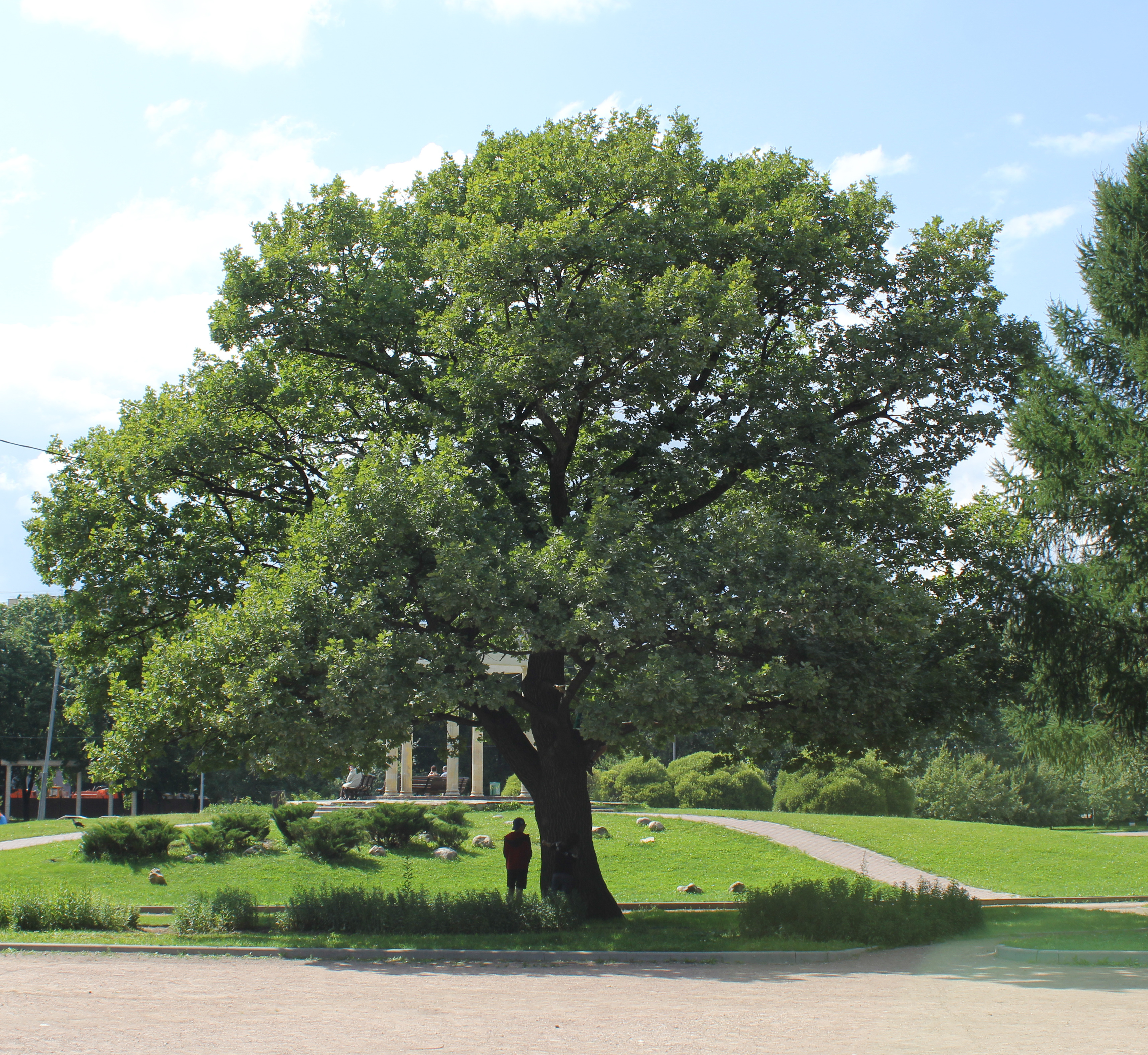Какие деревья растут возле школы. Дуб черешчатый парк Дубки. Дуб черешчатый Краснодар парк. Дуб черешчатый Коломенское. Дуб черешчатый дерево.