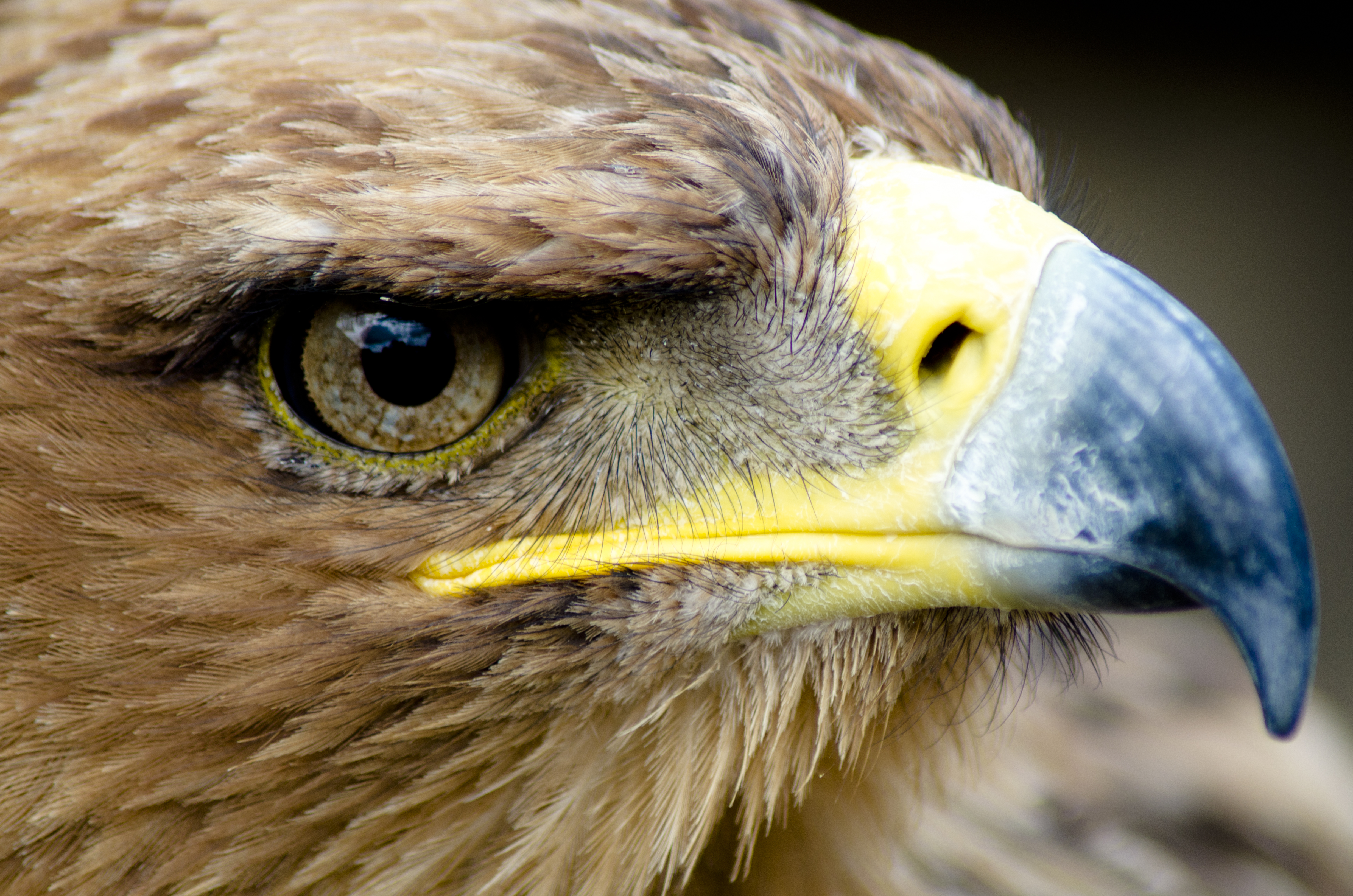 File Eagle Closeup Face Wikimedia Commons