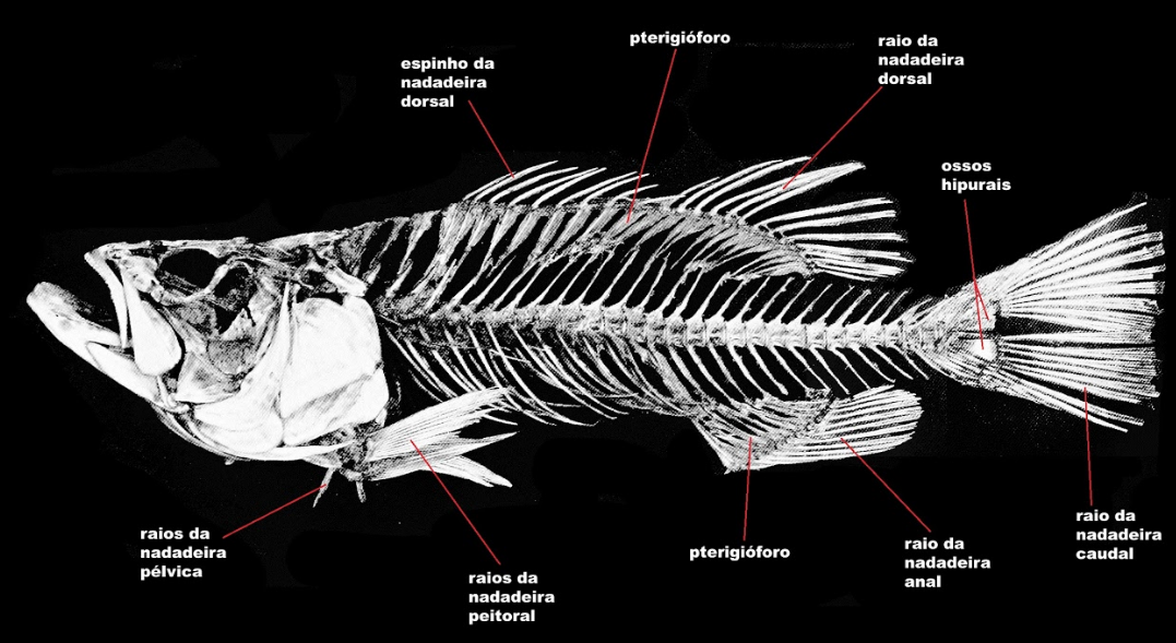 Скелет рыбы. Скелет рыбы с подписями. Внутреннее строение рыбы скелет. Скелет рыбы фото.