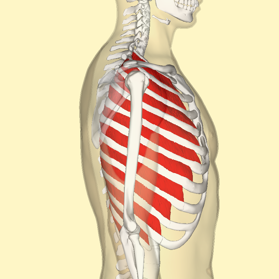 external intercostal muscle