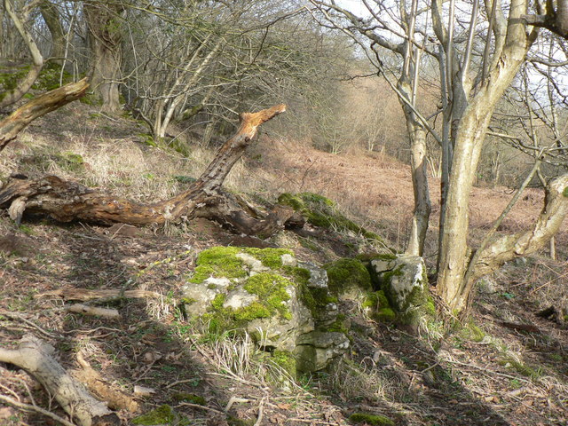 File:Fallen boughs, moss covered rock and a patch of bracken at Cwm Afon. - geograph.org.uk - 1203687.jpg