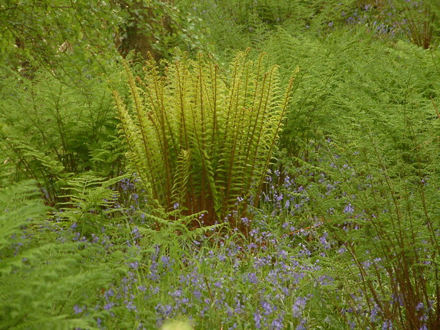 File:Ferns and Bluebells in Woodland, near Bucks Cross - geograph.org.uk - 417870.jpg