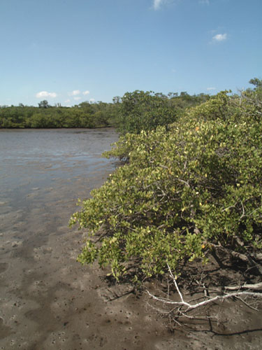 File:Florida mangroves usgov  - Wikimedia Commons