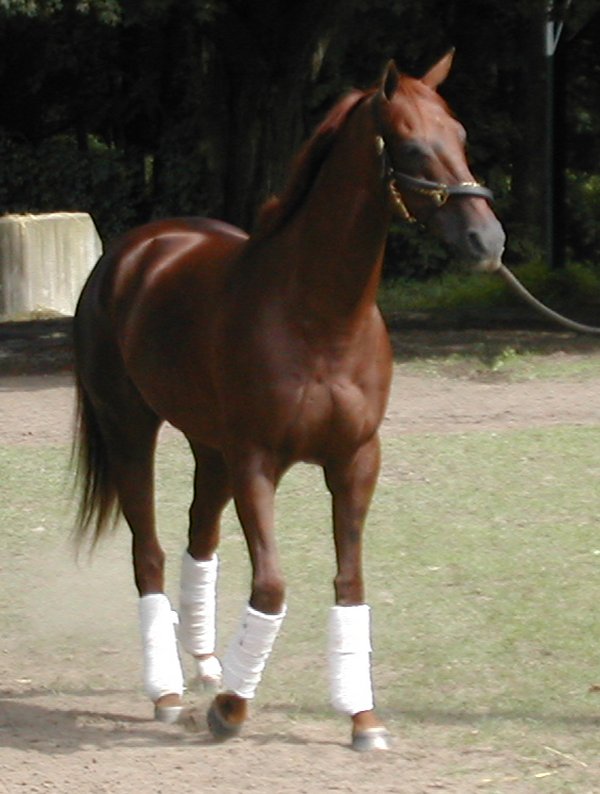 Sackatoga Stable's champion, [[Funny Cide