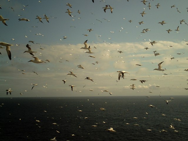 File:Gannets around Sulasgeir - geograph.org.uk - 1034244.jpg