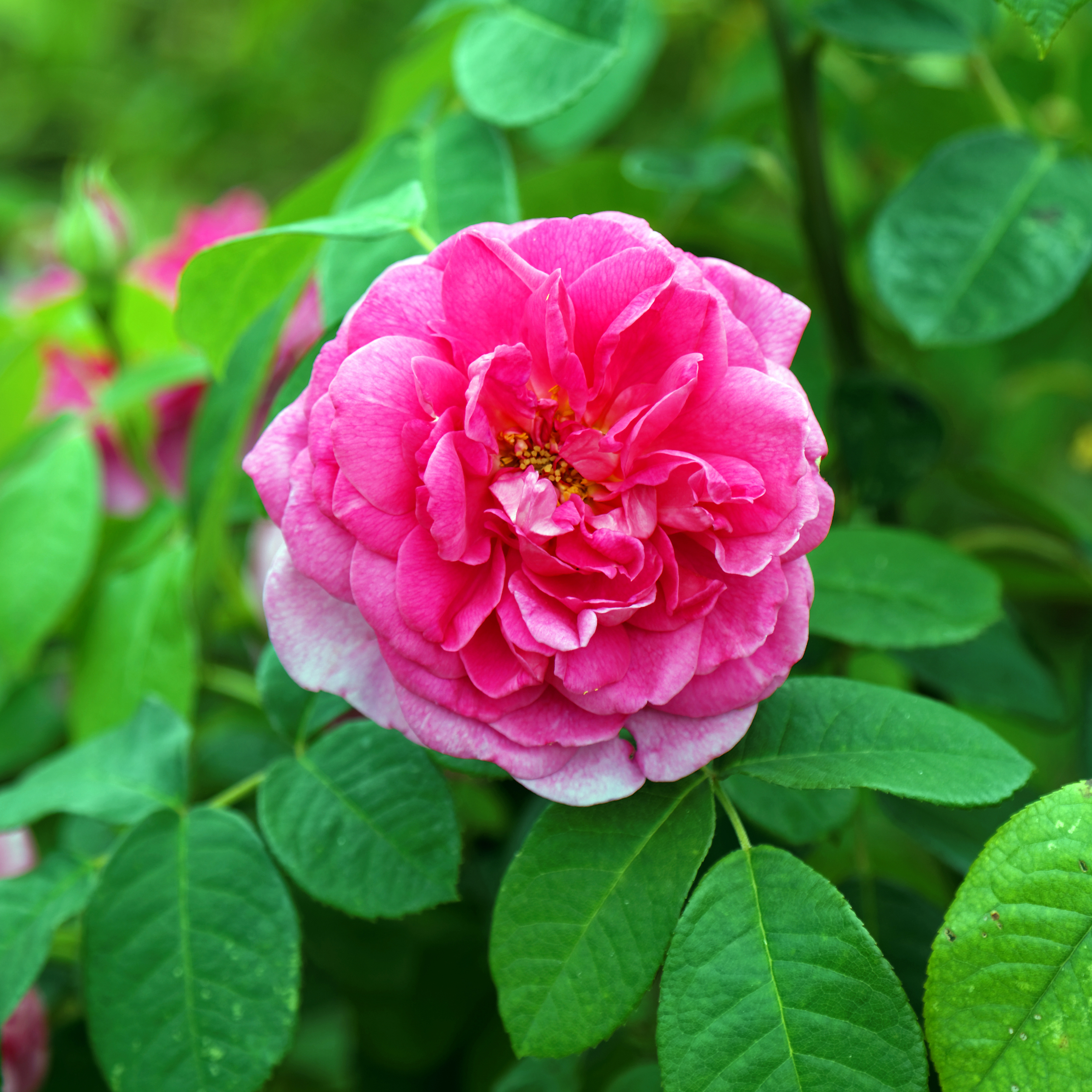 Rose cultivars photos