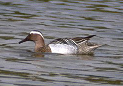 File:Garganey duck.jpg