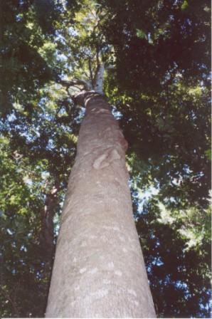 <i>Gmelina leichhardtii</i> Species of tree