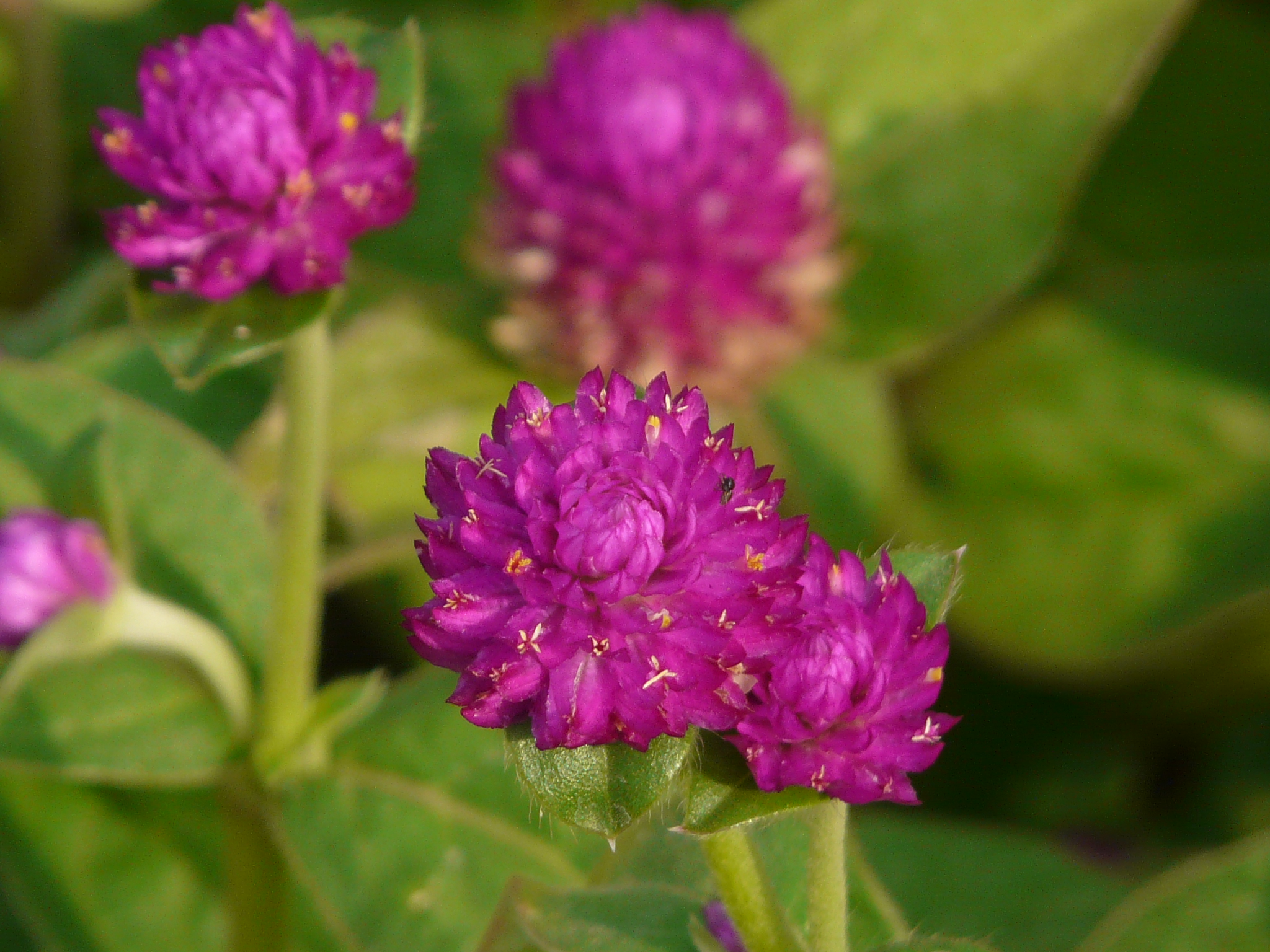 File Gomphrena Globosa L 2443226364 Jpg Wikimedia Commons