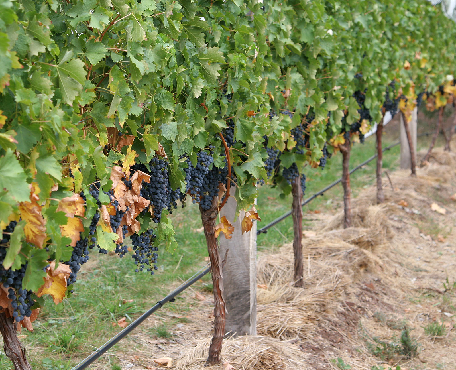 images of grapes trees