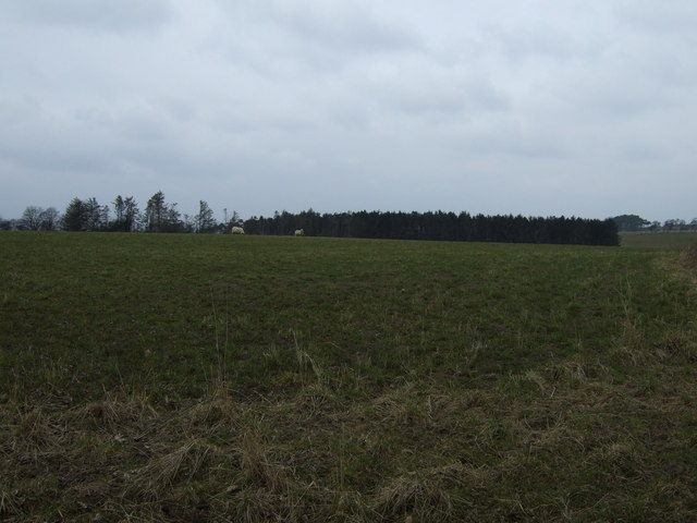 File:Grazing, Low Whittle - geograph.org.uk - 3408733.jpg