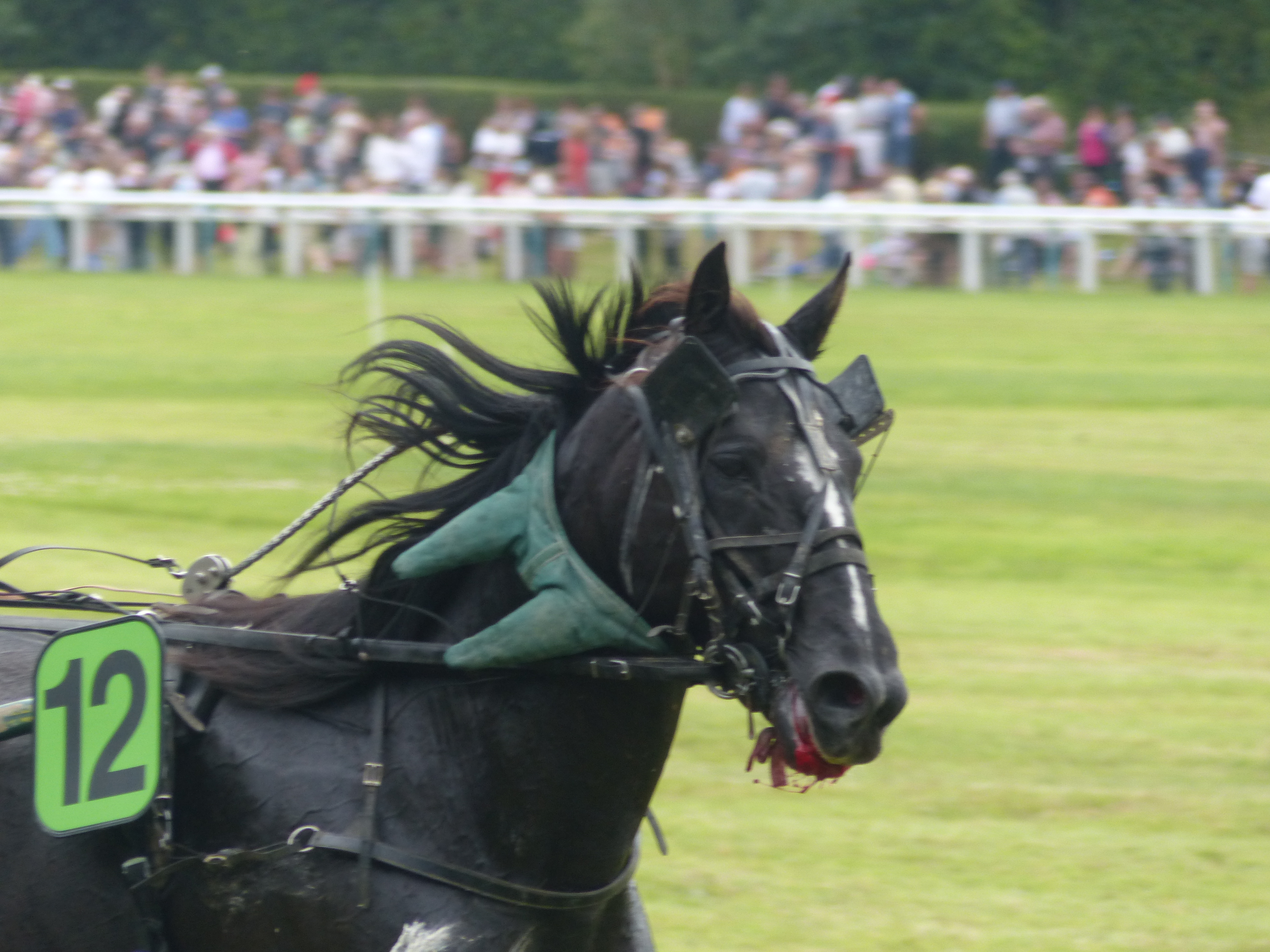 Trotteur français — Wikipédia