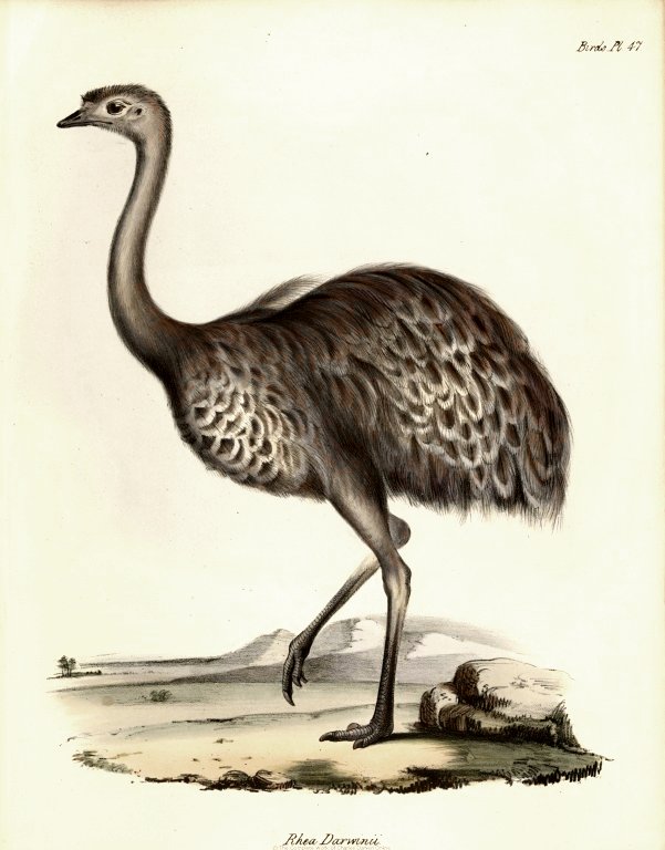 Rhea darwinii by John Gould, 1841. An illustration from the Zoology of the Voyage of the H.M.S. Beagle. (Wikimedia Commons)