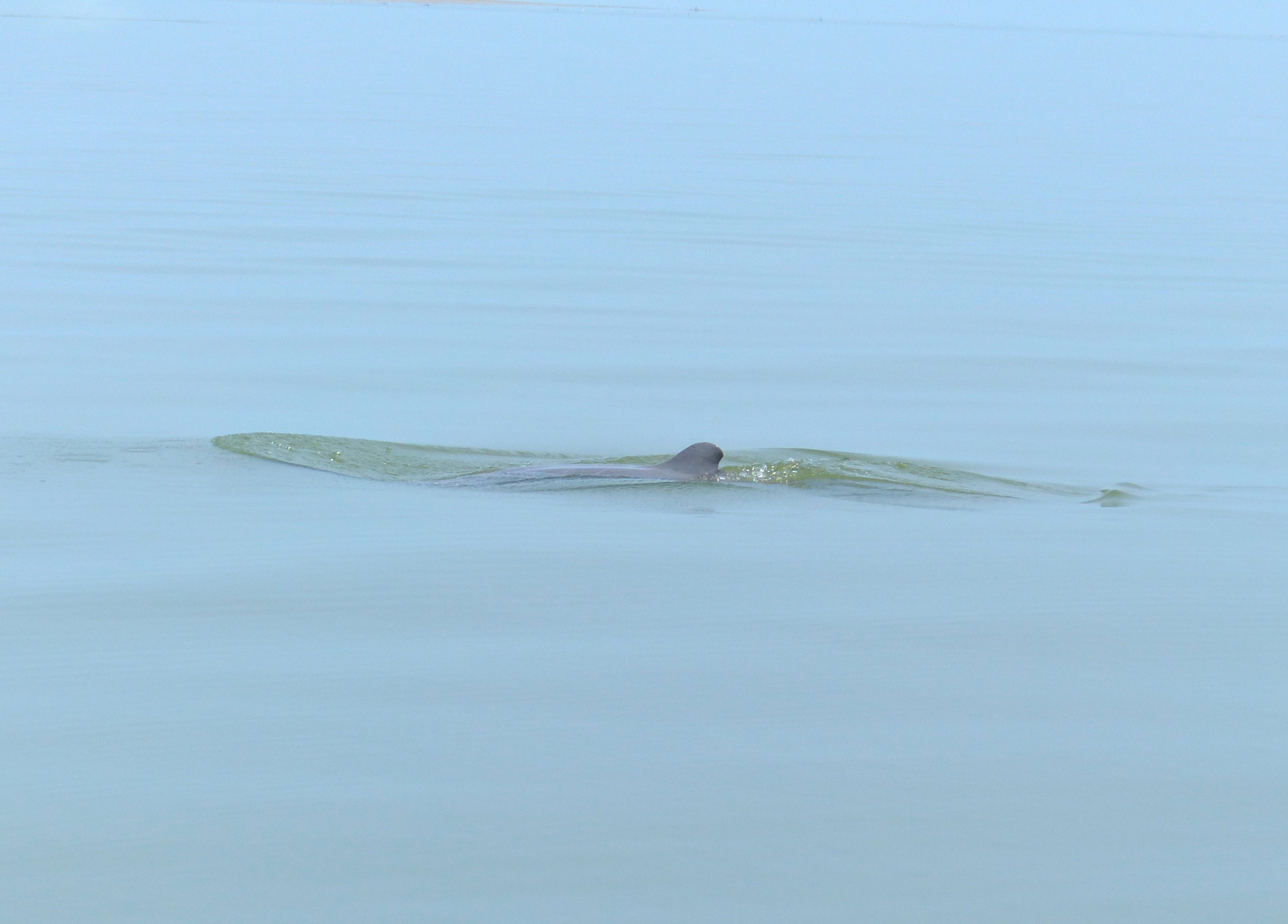 Irrawaddy Dolphin (Orcaella brevirostris) (15223129244).jpg