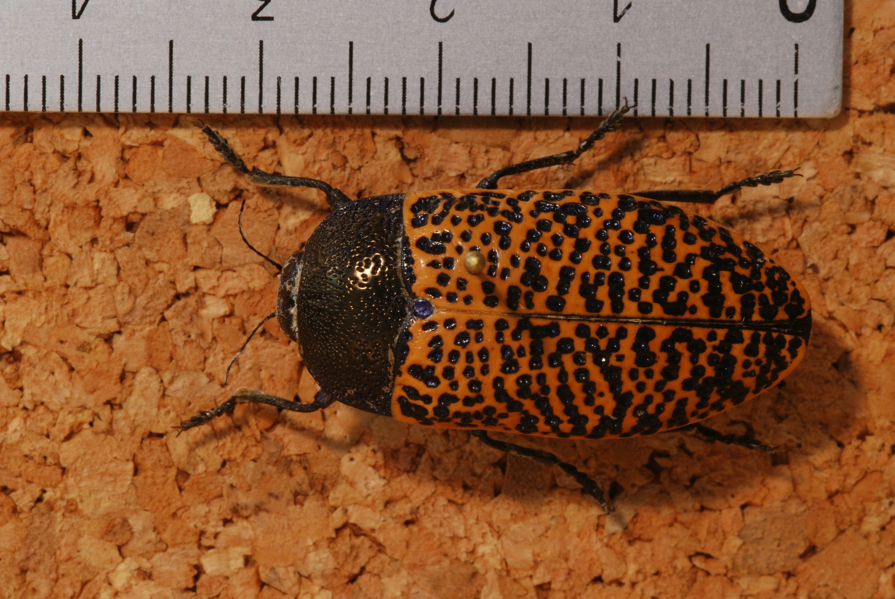 Jewel Beetle (Stigmodera macularia) (8241375029).jpg