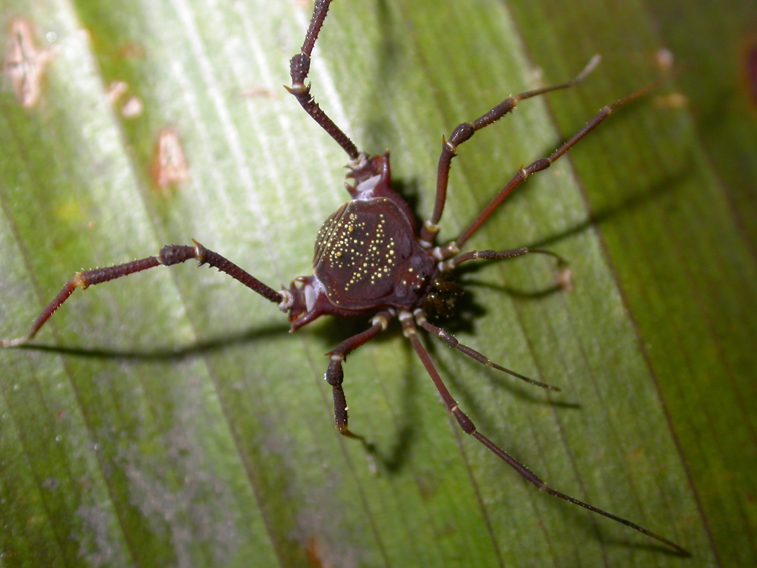 File:Lacronia ceci PARNASO 100 dpi.jpg