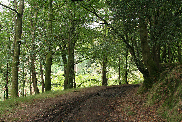 File:Maker with Rame, woodland track 1 - geograph.org.uk - 968372.jpg