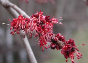 Acer rubrum (red maple) flowers
