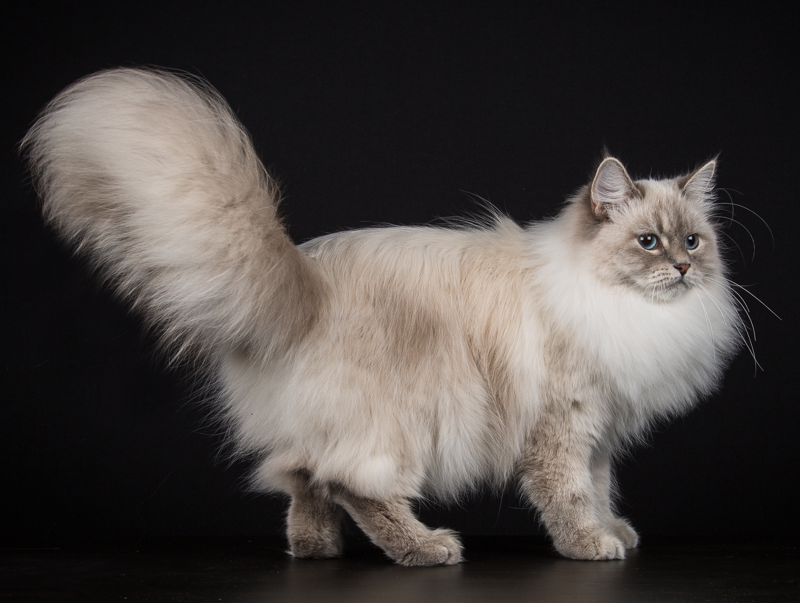 Blue lynx point sales siberian cat