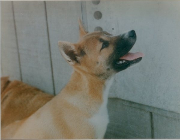 File:New Guinea Singing Dog looking up.jpg