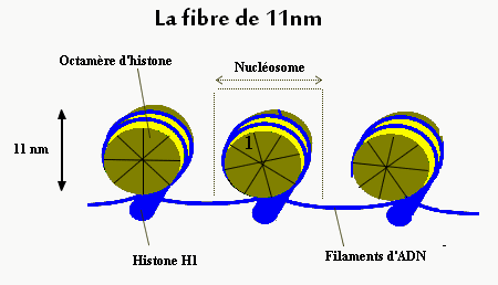 File:Nucléosome.gif