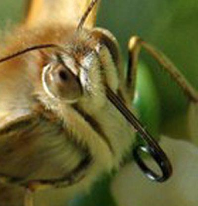 File:Nymphalidae face closeup.jpg