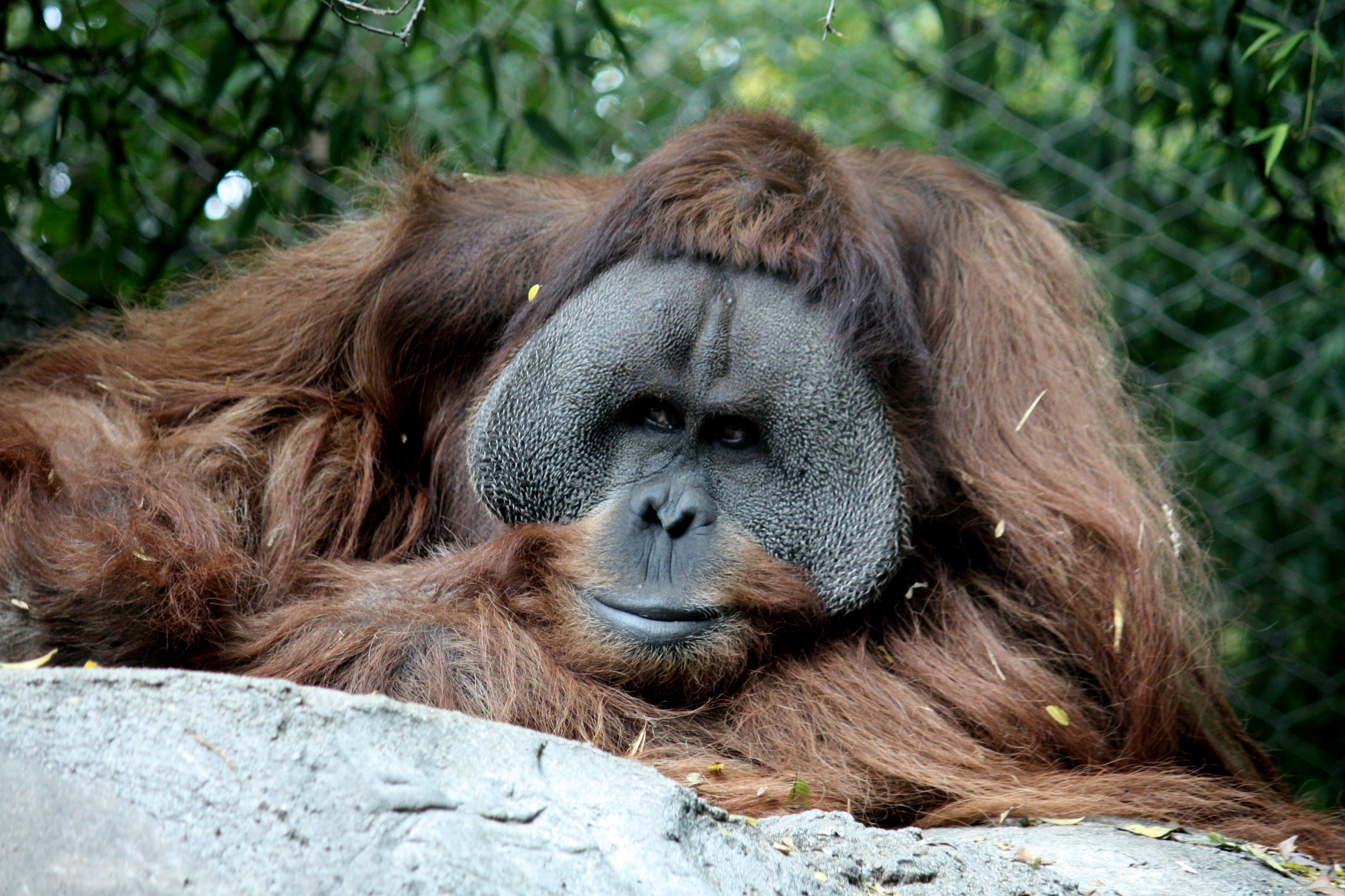 How many orangutan are left?