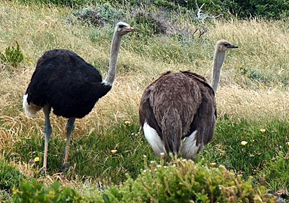 File:Ostriches cape point cropped.jpg