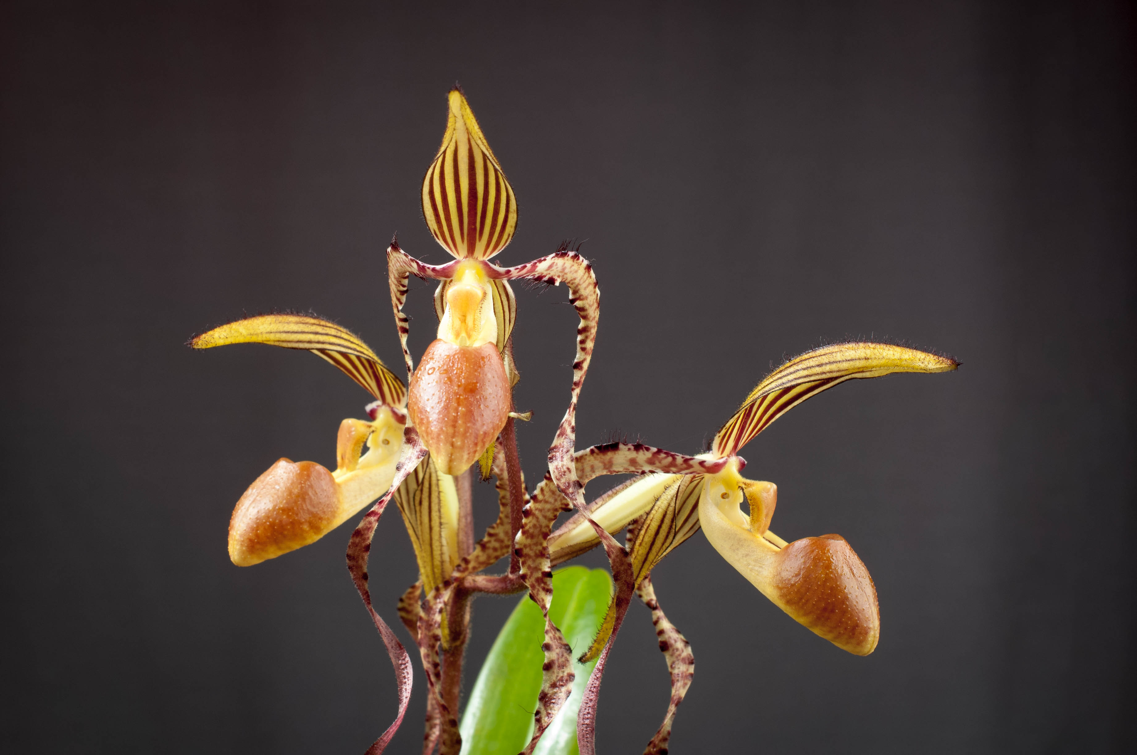 Paphiopedilum sublaeve