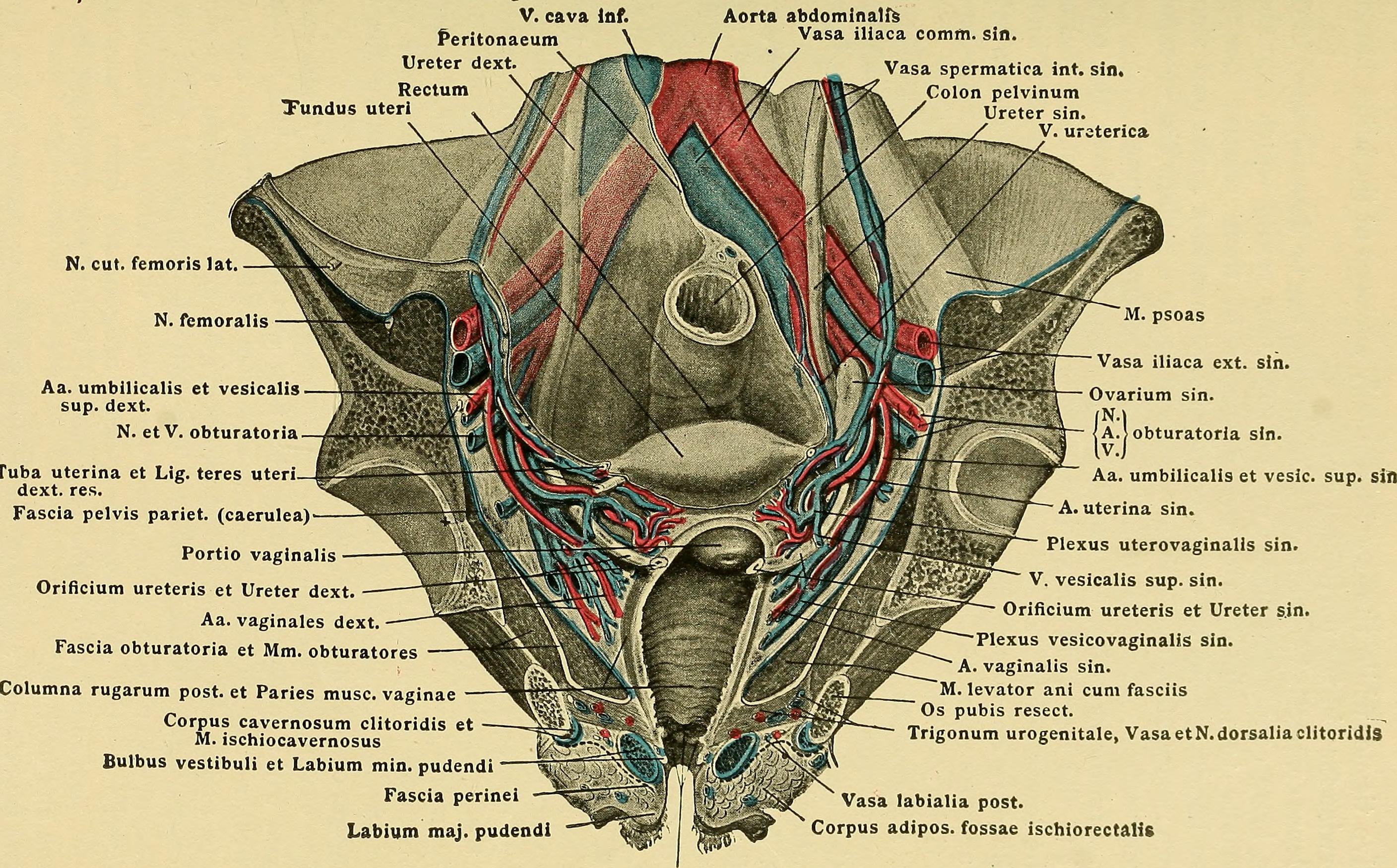 Vestibuli Et Vaginae