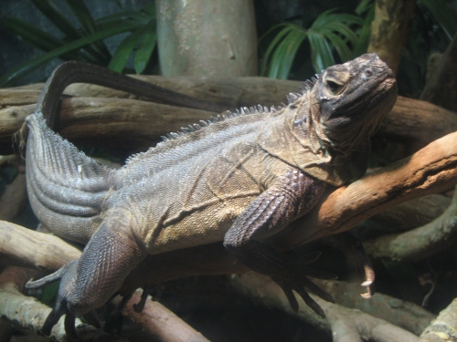 sailfin dragon enclosure